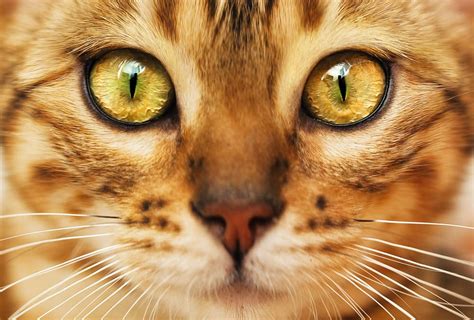 Enhancing your Psychic Abilities with Cat Whiskers: The Magical Connection